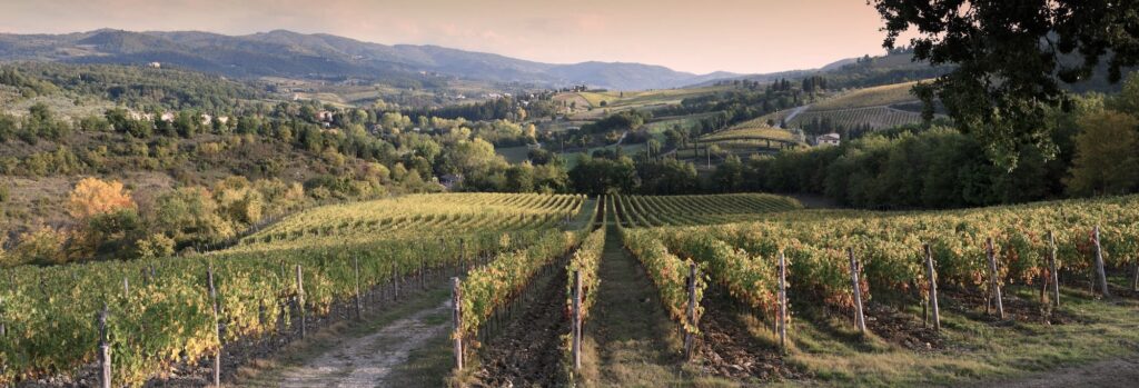 Weinberge Bordeaux Bordeaux Camping Pasteur